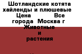 Шотландские котята хайленды и плюшевые. › Цена ­ 8 000 - Все города, Москва г. Животные и растения » Кошки   . Мордовия респ.,Саранск г.